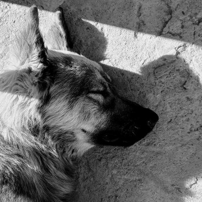 Nap Dose