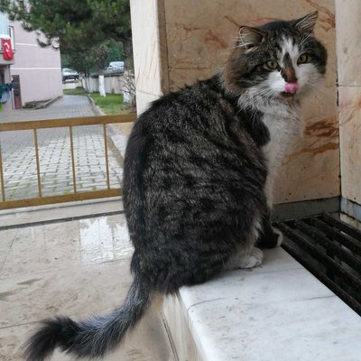 Kedicik🐈🐈