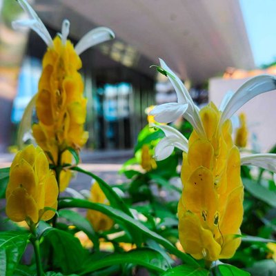 Pachystachys lutea/lilin emas