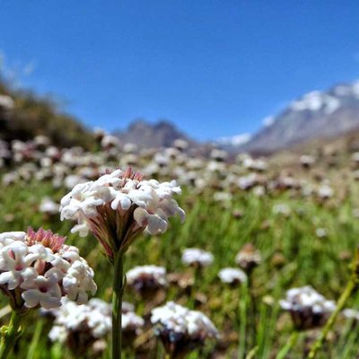Enfoque de primavera;