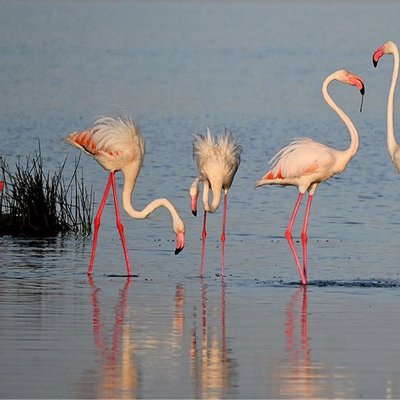 Flamingo 🦩 
