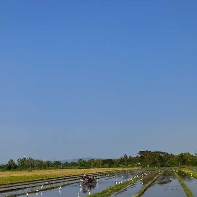 MEMBAJAK SAWAH