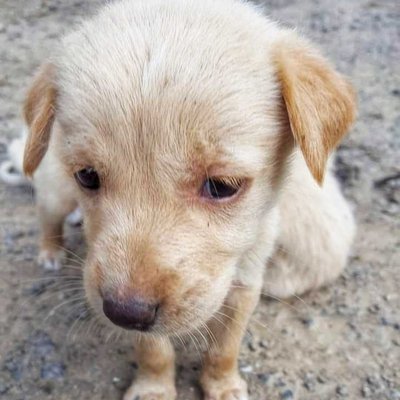 Cuteness overloaded 🐶