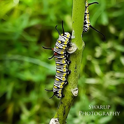 🐛🐛🐛🐛