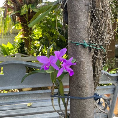 Jardín cubano que se respete tiene una 😍