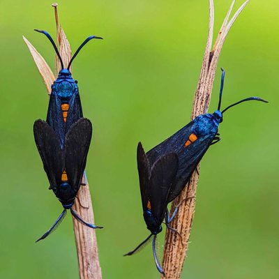 Mating pair 