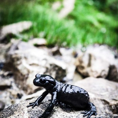 Black Salamander  🦎