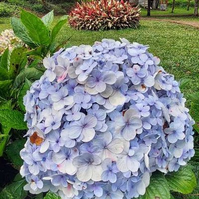 Hydrangea macrophylla@Taman Orchid Forest Cikole