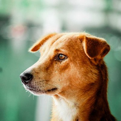 Dog Photography 