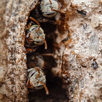Tetragonisca angustula