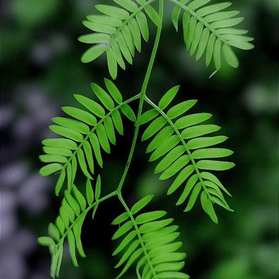 Green Series : Post No - 2