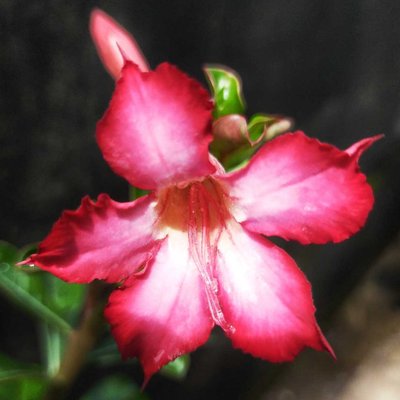 Adenium Lokak/Bunga Kamboja