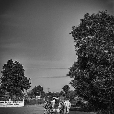 Cow Cart.