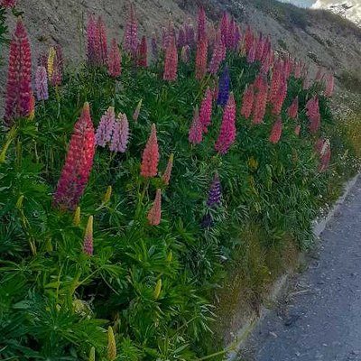 Lupinos 💜