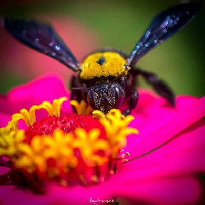 Photo Macro