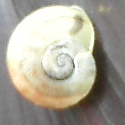 Macro from a Macro Phone