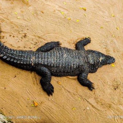 crocodile 🐊🐊🐊