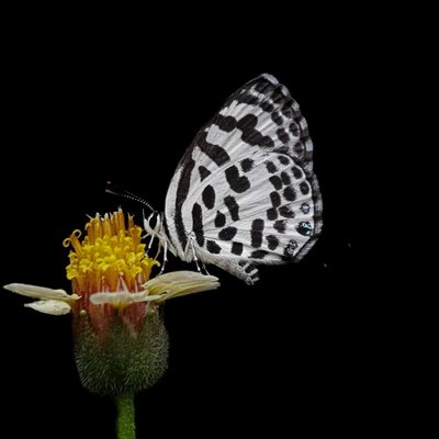 Butterfly 🦋 