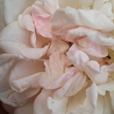 white rose 🤩
