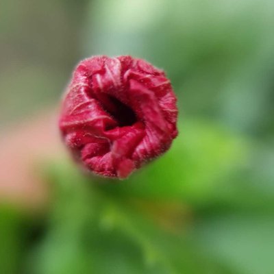 Flower Buds 