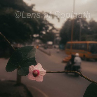 flower 
