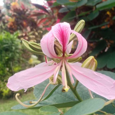 @mygarden