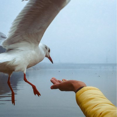 Seagulls 