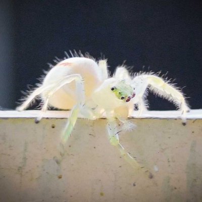Macro Photography Makadi Spider 