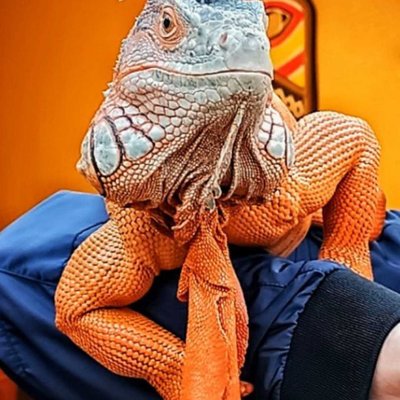 Reptil - Iguana 