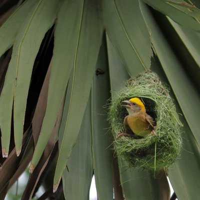 Birds World