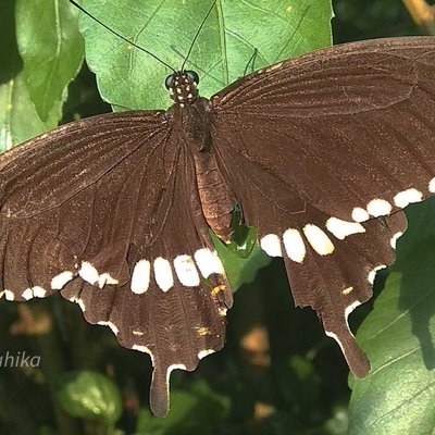 Butterfly 🦋