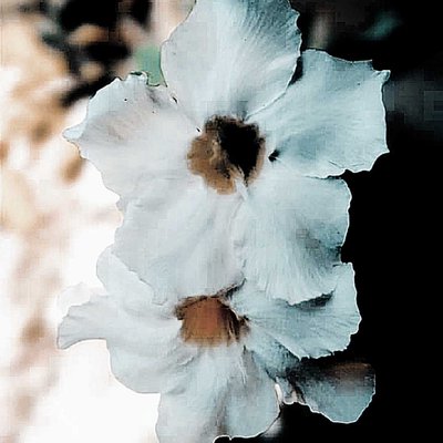 Pachypodium saundersii