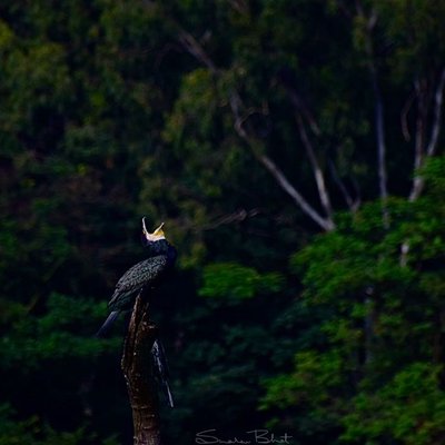 Cormorants!