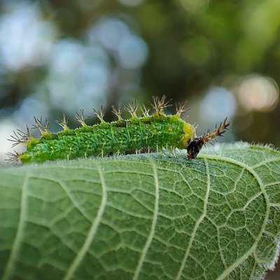 Caterpillar🐛