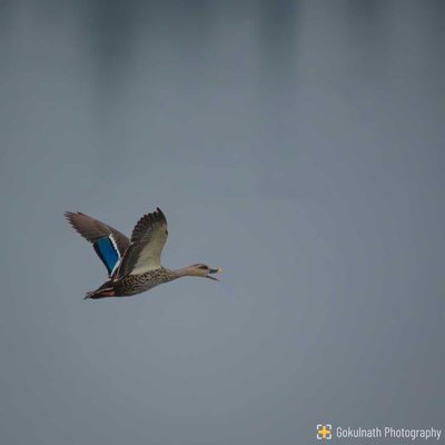 Spot Billed Duck