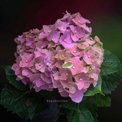 Hidrangea