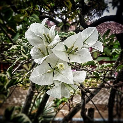 bunga Bougenville putih