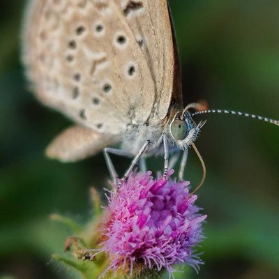 butterfly 🦋