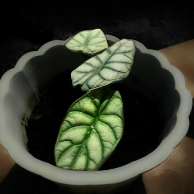 Alocasia Dragon Scale