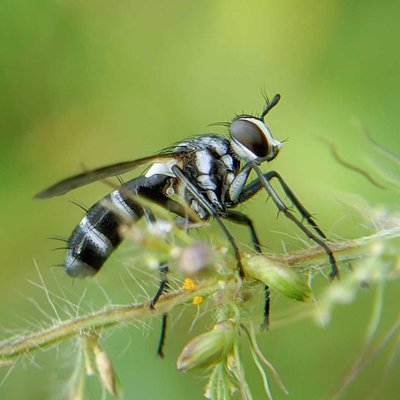 Dexiinae