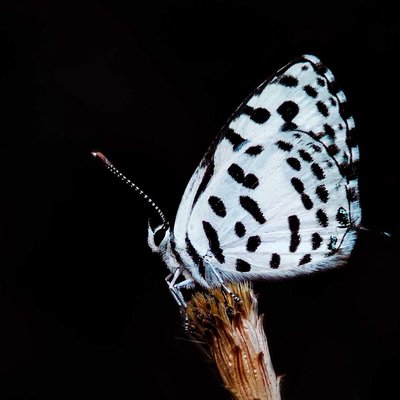beauty of darkness 