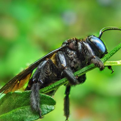 Lebah Kayu (Xylocopa latipes) 