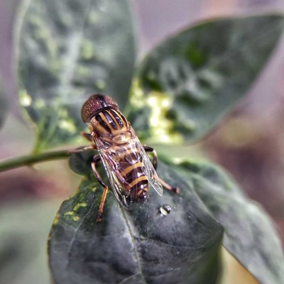 Band Eyed Drone Fly