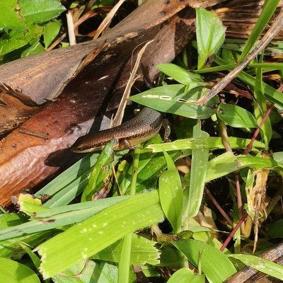 Delicate garden skink