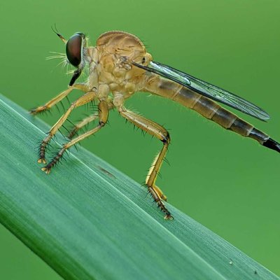 Robber fly gold ( RF EMAS )