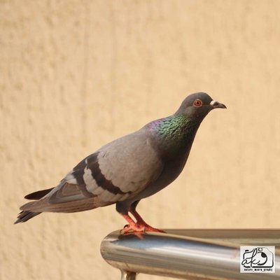 Rock Pigeon or Common Pigeon