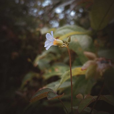 Macro foto