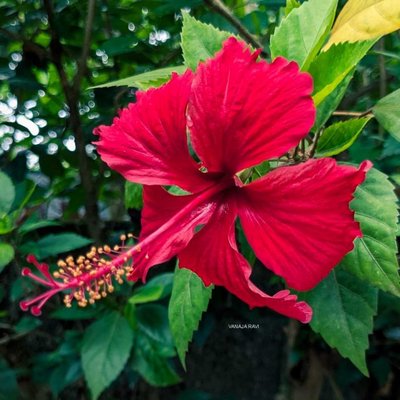 Hibiscus 🌺