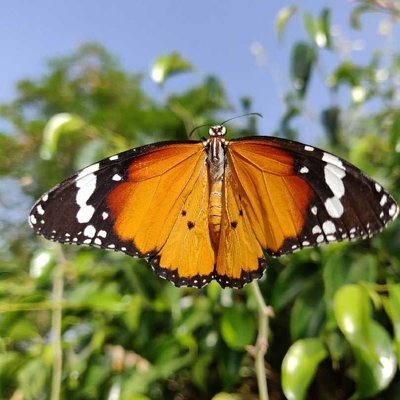 butterfly.