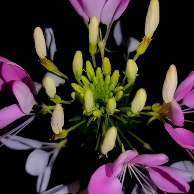 Spiny Spiderflower 🌸